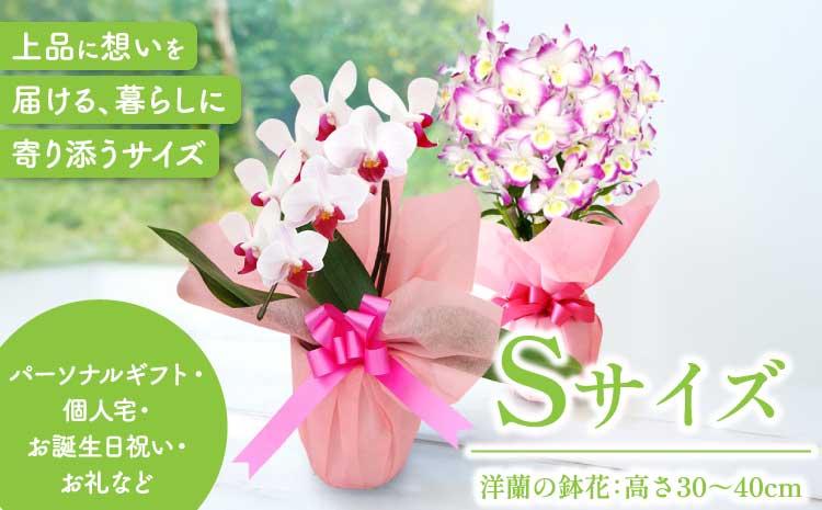 æŽè æŽèã®ããS é¢è± ïŒé«ã30ïœ40cmïŒ ãæ£®æ°Žæšã®ã©ã³å±ããã ãç¥ã èªçæ¥ é¢æ€ã è± èŽãç© ã®ãã è