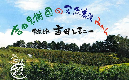 食べるレモン スイートレモネード 約3kg（20～30玉）【吉田レモニー】【2024年12月上旬～2025年6月上旬発送】檸檬 柑橘