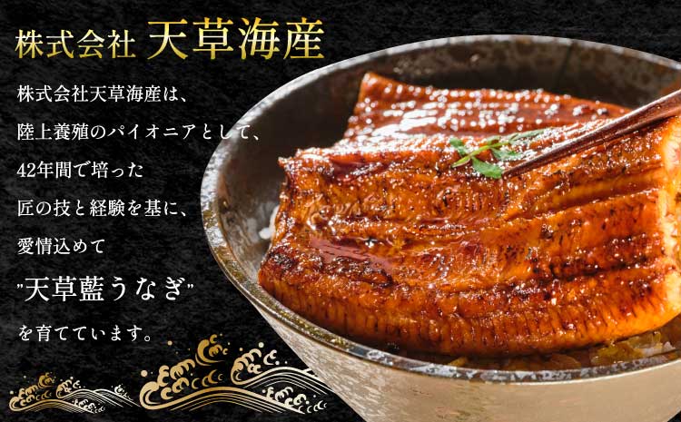 うなぎ 【ミシュラン1つ星店 採用】 国産 蒲焼き2-3尾 400g ギフト 蒲焼き 白焼き 鰻重 鰻丼 【数量限定】海水育ちの天草藍うなぎ 蒲焼き 2〜3尾セット（計約400g）鰻  