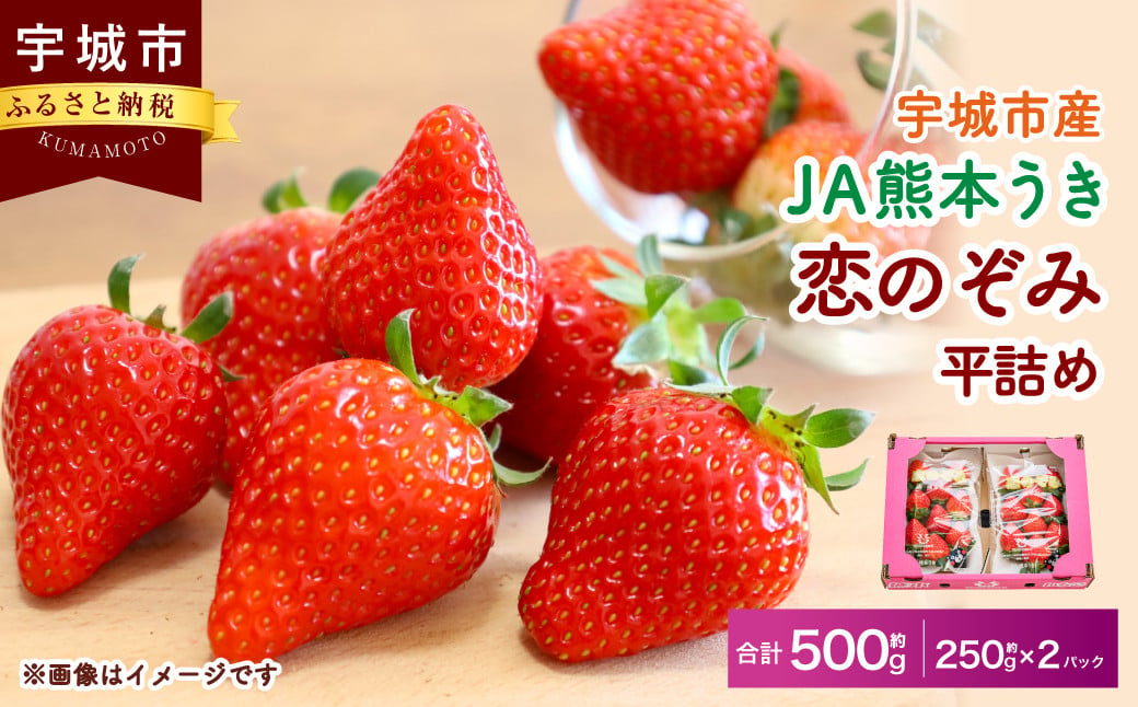 【JA熊本うき】いちご 恋のぞみ 平詰め（250g×2パック）合計500g【2025年1月上旬～3月上旬発送予定】苺 イチゴ