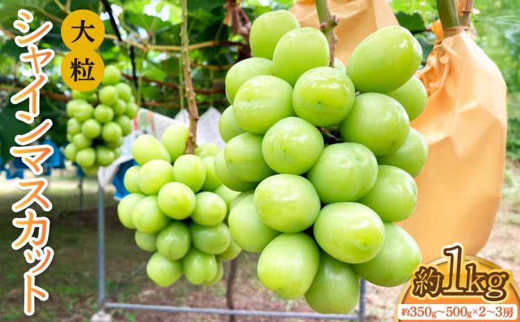 先行予約 大粒 シャインマスカット 約1kg（1房 約350g～500g×2～3房入り） 【清水果樹園】【2026年7月下旬から8月中旬発送予定】