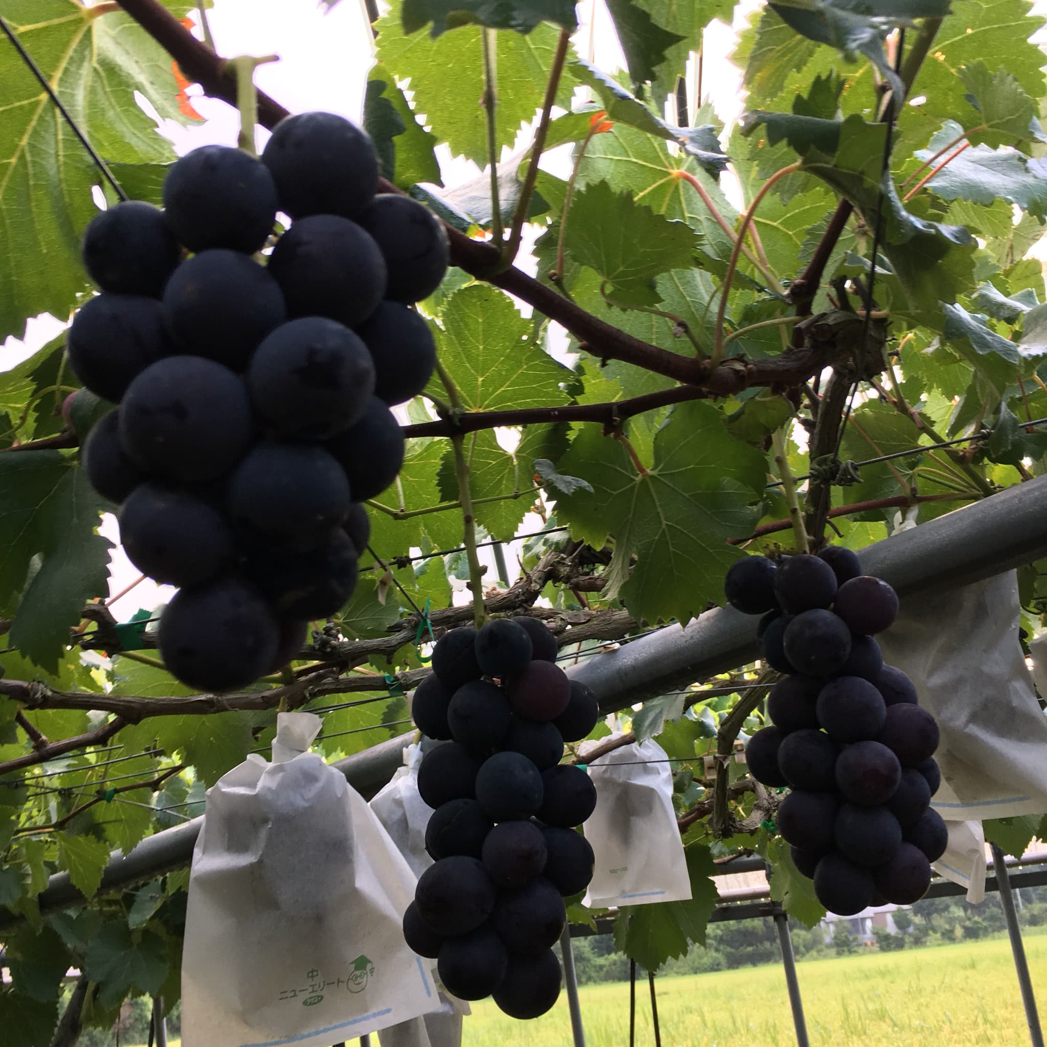 【先行予約】 巨峰 3kg 7～8房 【2026年8月上旬〜2026年8月下旬発送予定】 きょほう 葡萄 ぶどう みのだ観光農園