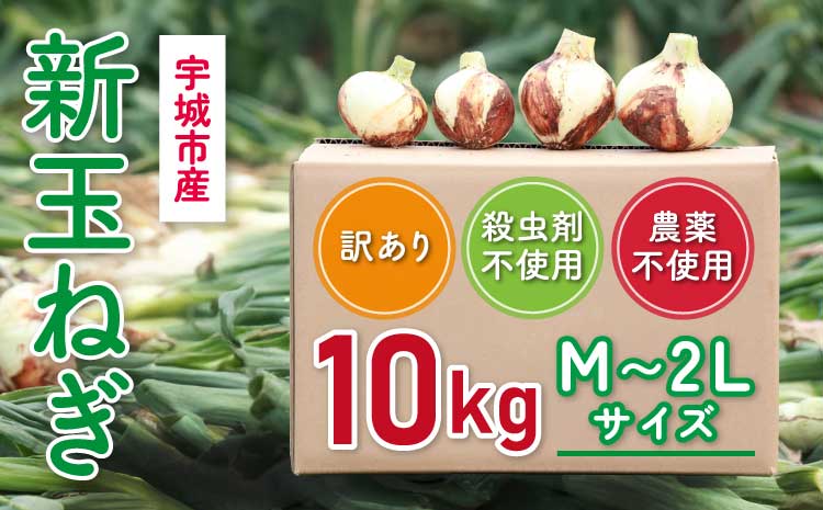 新玉ねぎ 約10kg  訳あり 玉ねぎ たまねぎ 国産 野菜 春野菜 無農薬 サイズ混合 産地直送 産直 数量限定 季節限定【2026年2月中旬～3月上旬発送】【木戸口菜園】