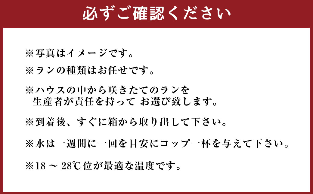 ミディ胡蝶蘭 KouBou 空 2本立ち 洋蘭 観賞用 贈答用 植物