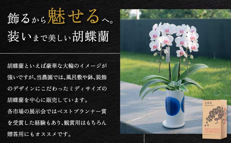  胡蝶蘭 花 母の日 ミディ胡蝶蘭 KouBou 空 2本立ち 【2026年5月上旬頃発送予定】 プレゼント 蘭 ラン 洋蘭 ミディサイズ 観賞用 お祝い 贈答 贈答用 かわいい おしゃれ 鉢植え 風呂敷 インテリア 産地直送 送料無料 株式会社なかがわ
