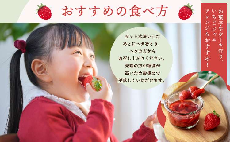 先行予約 いちご 恋のぞみ (250g×4パック) 合計1kg 【2026年2月上旬～3月上旬発送予定】熊本県産  冷蔵 小分け いちご 熊本県産 苺 JA熊本うき