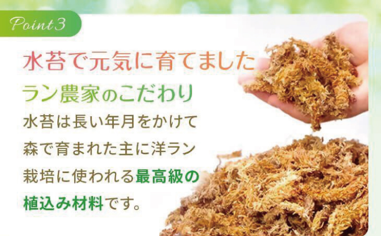 【森水木のラン屋さん】斑入り モンステラ タイ コンステレーション 2.5号ポット 栽培苗 植え替えセット付き ベージュ系素焼き鉢 熊本県 宇城市産 モンステラ 希少品種 観葉植物 インテリア グリーン 希少 希少品種 斑入り植物 おしゃれ ギフト 室内 人気 初心者 向け リビング 開店祝い 新築祝い