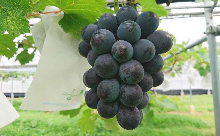 【先行予約】 熊本県 宇城市産 巨峰 2〜3房 約1kg【ギフトボックス】【2026年7月下旬〜8月上旬頃発送予定】ギフト ぶどう ブドウ 葡萄 大粒