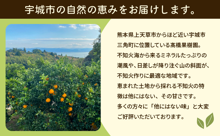 先行予約 不知火 ご家庭用 完熟不知火 約5kg 【髙橋果樹園】【2026年2月上旬から3月下旬発送予定】ご家庭用 不揃い キズあり SDGｓ B級品 しらぬい みかん ミカン 高橋果樹園 柑橘 かんきつ 宇城市産 デコポン® 不知火発祥の地