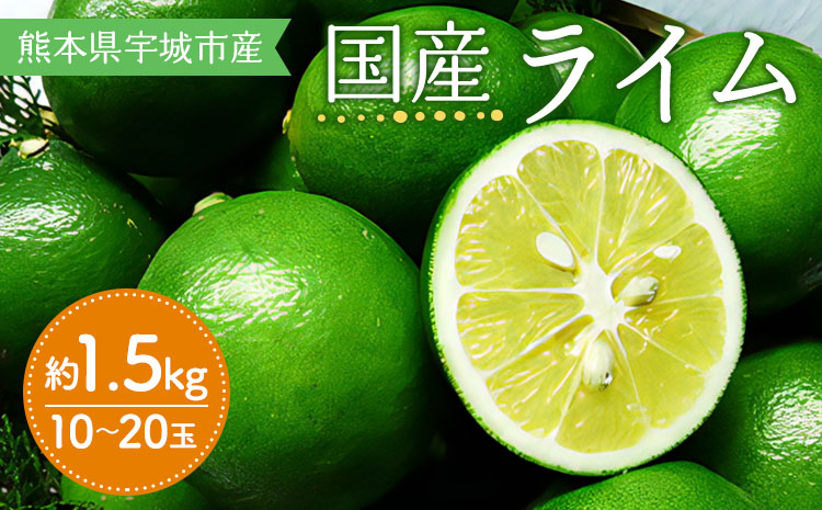 ライム 国産 約1.5kg 10～20玉【吉田レモニー】【2025年9月下旬-2026年3月中旬発送】柑橘 小玉 らいむ
