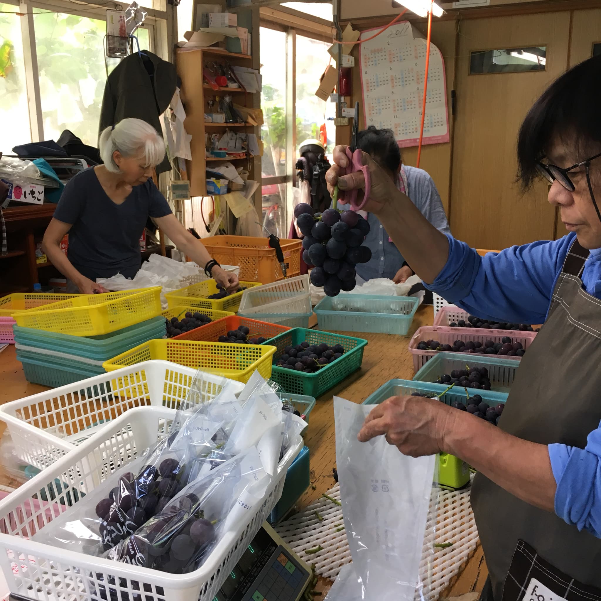 【先行予約】巨峰 きょほう 葡萄 ぶどう 約2kg 5房 【2026年8月上旬〜2026年8月下旬発送予定】 みのだ観光農園 熊本県 宇城市産 