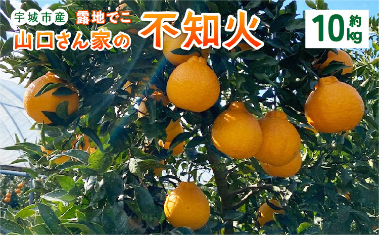 【先行予約】山口さん家の露地でこ不知火 約10kg L〜3L 大小混合【2026年2月上旬から3月下旬発送予定】柑橘 果物 フルーツ