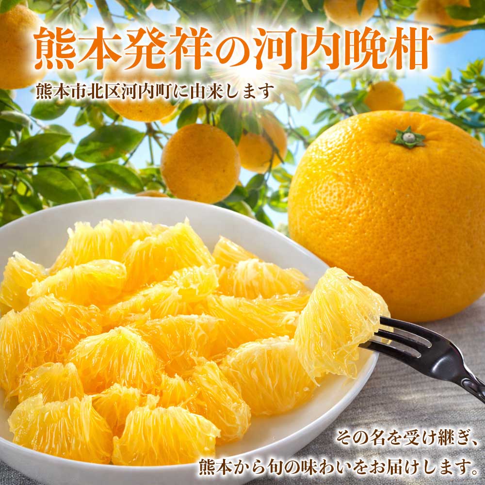 先行予約 訳あり河内晩柑 ジューシーオレンジ みかん 選べる容量 約4kg【2027年3月上旬〜4月中旬発送予定】かわちばんかん 果物 フルーツ くだもの 柑橘 柑橘類 フルーツ 国産 熊本 熊本県 九州 産地直送 日本フルーツ