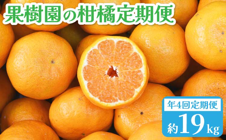 【先行予約】年4回 果樹園の柑橘定期便【2026年1月下旬発送開始】ポンカン5kg 不知火4kg 極早生みかん5kg 早生みかん5kg 合計19kg 定期便 不知火 しらぬい ポンカン みかん ミカン 蜜柑 くだもの フルーツ 果物