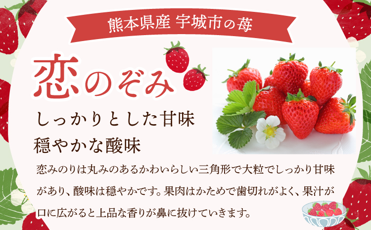 先行予約 いちご 恋のぞみ (250g×4パック) 合計1kg 【2026年2月上旬～3月上旬発送予定】熊本県産  冷蔵 小分け いちご 熊本県産 苺 JA熊本うき