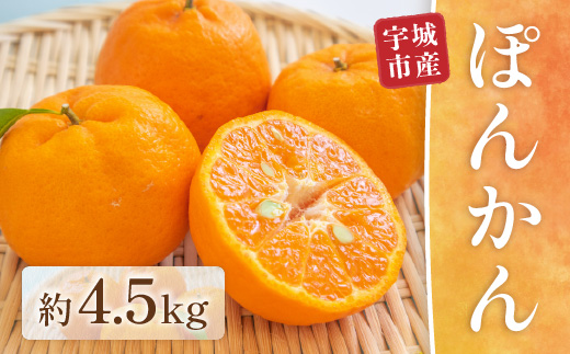 【先行予約】 ぽんかん 約4.5kg ポンカン みかん ミカン オレンジ 蜜柑 果物 柑橘 フルーツ くだもの 熊本 九州産 薄皮 甘い 食べやすい むきやすい ビタミンC 家庭用 自宅用 国産 くまふる 【2026年1月中旬頃から順次発送予定】