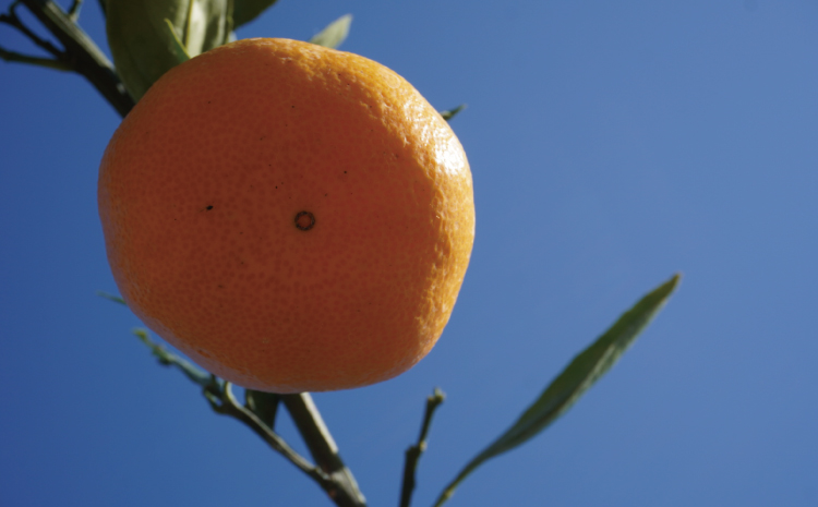 先行予約 みかん 尾崎 早生 温州みかん 約5kg (30玉前後) 【2026年12月上旬から12月下旬頃発送予定】 早生みかん みかん ミカン 蜜柑 フルーツ 果物 くだもの ひでみかん