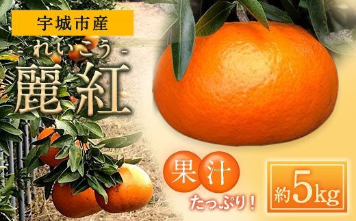 宇城市産 麗紅 約5kg 吉良果樹園 柑橘 果物