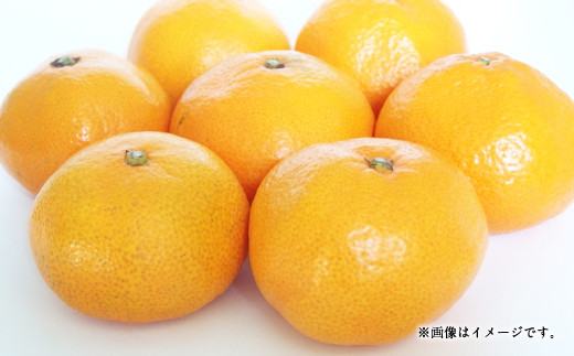 【12月上旬～順次発送予定】青島温州 8kg（60個前後）ひでみかん 温州みかん 柑橘 果物