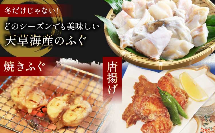 【ミシュラン2つ星店 採用】 とらふぐ ふぐ てっさ てっちり 2人前 刺身 フグ ひれ酒用 焼きひれ 海鮮 魚介類 冷凍 国産 熊本県産 【数量限定】1日25セット限定！ふぐの王様！とらふぐ国産最高級！天草 とらふぐ てっさ・ちり 満腹セット（2人前）