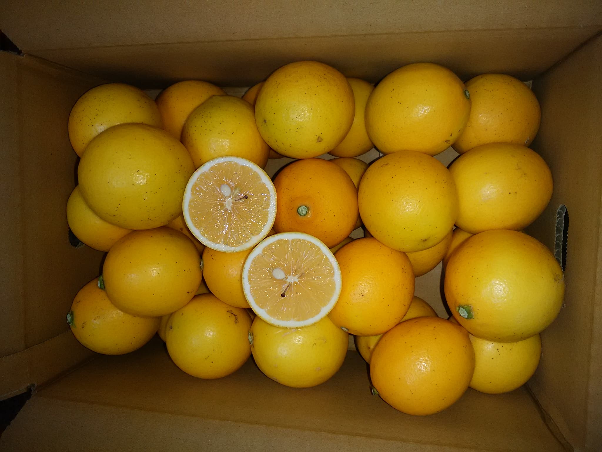 ã¬ã¢ã³ ãã€ã€ãŒã¬ã¢ã³ çŽ3kg 15ïœ20ç ãåç°ã¬ã¢ããŒãã2025幎9æäžæ¬-2026幎6æäžæ¬çºéã ææ© å®ååžç£ çæ¬çç£ ä¹å·ç£ åœç£