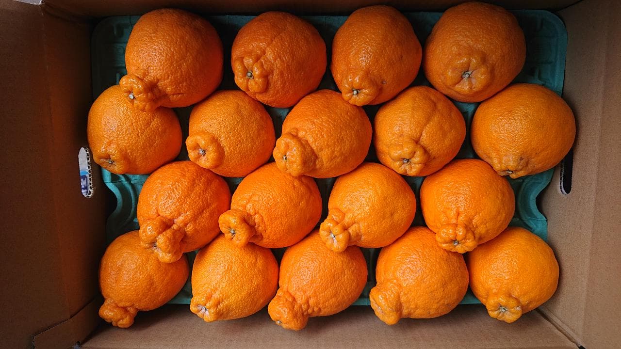 宇城市産  あーちゃん家の 不知火 5kg 【2026年4月上旬〜5月下旬発送予定】 しらぬい 柑橘 みかん ミカン 蜜柑 オレンジ 