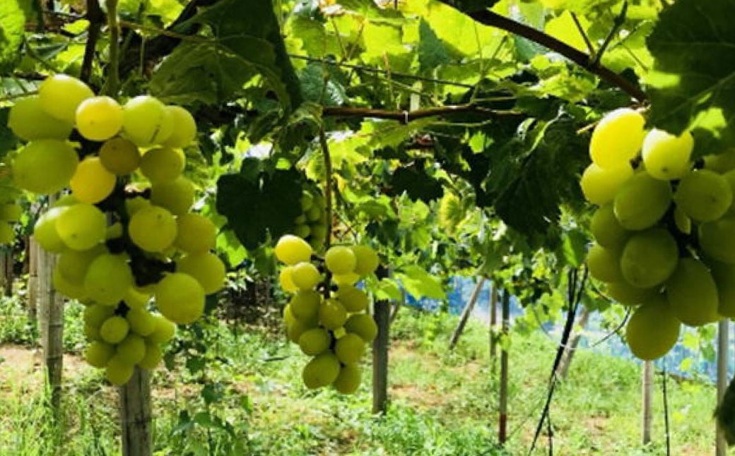 シャインマスカット 約2kg（3～7房）【2025年6月下旬～7月下旬発送予定】 果物 くだもの フルーツ マスカット ぶどう ブドウ 葡萄