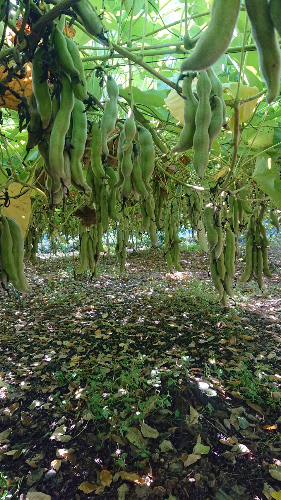 辭頑悽逕」 繝繧ッ繝願ア 繝代え繝繝シ 100g 繧縺上↑雎 邊画忰 邊画忰繧ソ繧、繝 辭頑悽逵 螳蝓主ク
