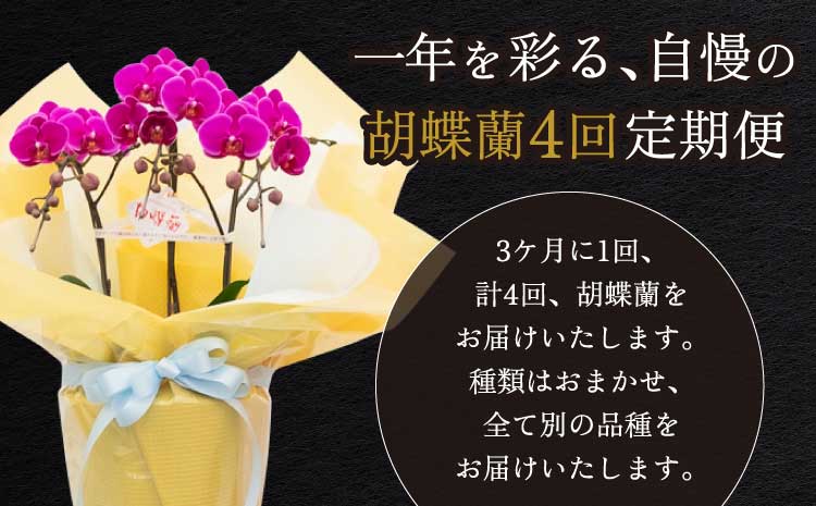 【定期便4回】ミディ胡蝶蘭 3本立ち 洋蘭 観賞用 植物