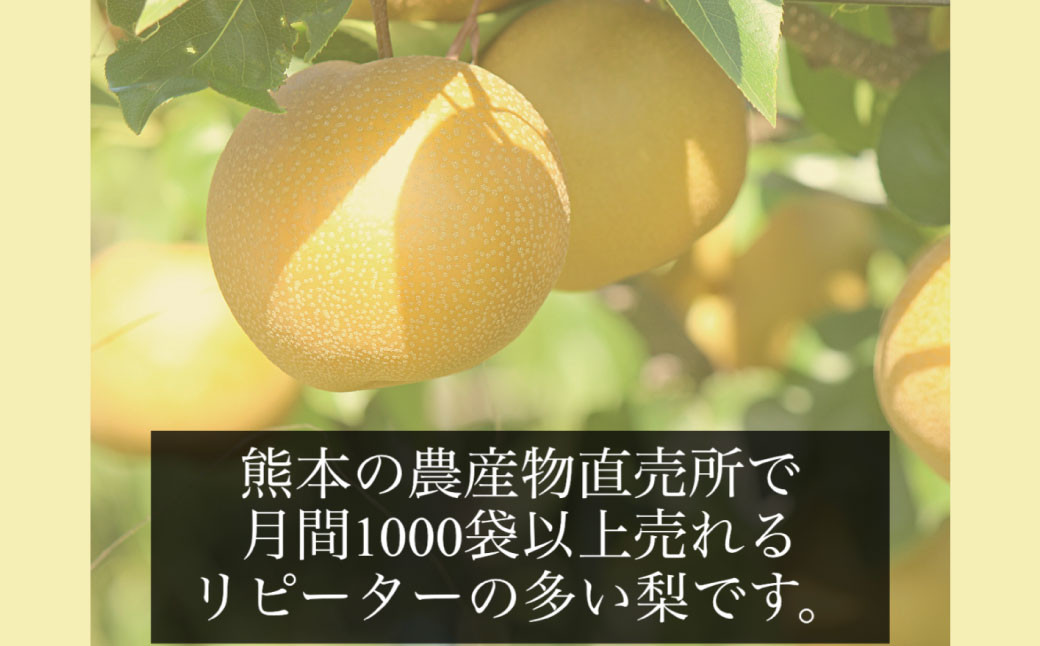 濃あま梨（訳あり品）約4kg（8〜14玉前後）【農園とフォーク青果店】品種おまかせ【8月下旬から9月下旬発送予定】