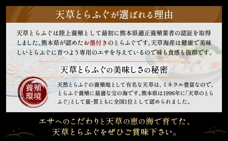 【ミシュラン2つ星店 採用】 とらふぐ ふぐ てっさ てっちり 2人前 刺身 フグ ひれ酒用 焼きひれ 海鮮 魚介類 冷凍 国産 熊本県産 【数量限定】1日25セット限定！ふぐの王様！とらふぐ国産最高級！天草 とらふぐ てっさ・ちり 満腹セット（2人前）