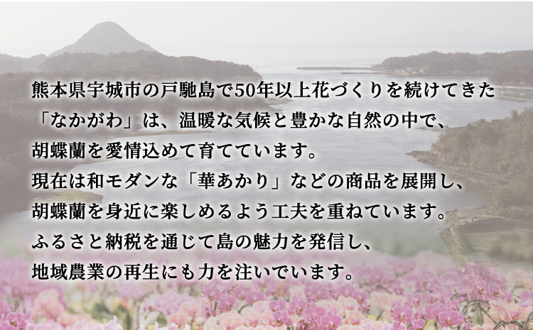 【定期便6回】ミディ胡蝶蘭の定期便（2ヶ月に1回）洋蘭 観賞用 贈答用