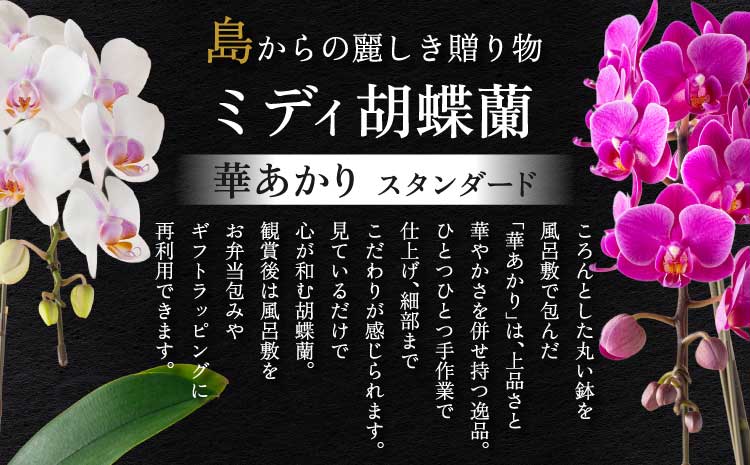 胡蝶蘭 花 ミディ胡蝶蘭 華あかり スタンダード 2本立ち 蘭 ラン 洋蘭 ミディサイズ 観賞用 贈答用 鉢植え 風呂敷 和モダン インテリア 植物 コチョウラン 母の日 敬老の日 産地直送 送料無料 株式会社なかがわ