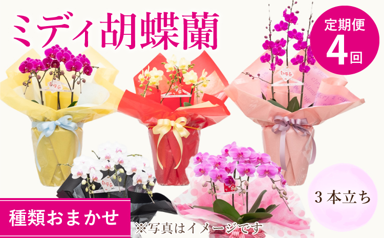【定期便4回】ミディ胡蝶蘭 3本立ち 洋蘭 観賞用 植物
