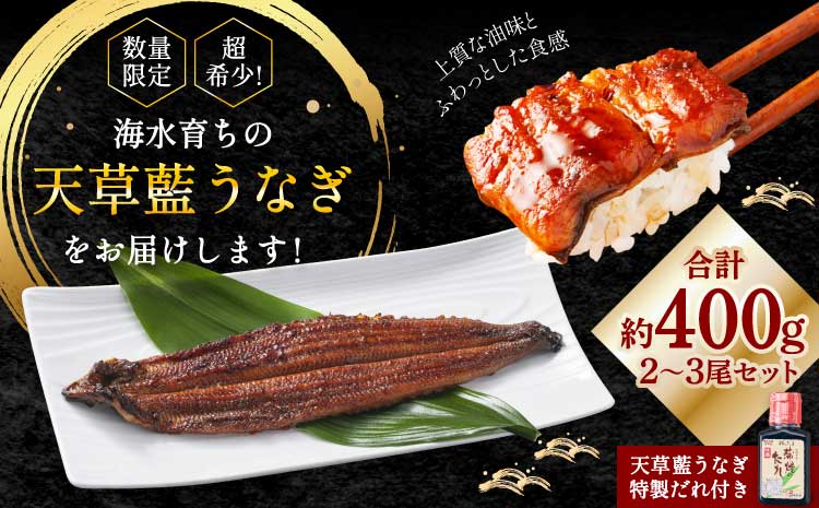 うなぎ 【ミシュラン1つ星店 採用】 国産 蒲焼き2-3尾 400g ギフト 蒲焼き 白焼き 鰻重 鰻丼 【数量限定】海水育ちの天草藍うなぎ 蒲焼き 2〜3尾セット（計約400g）鰻  