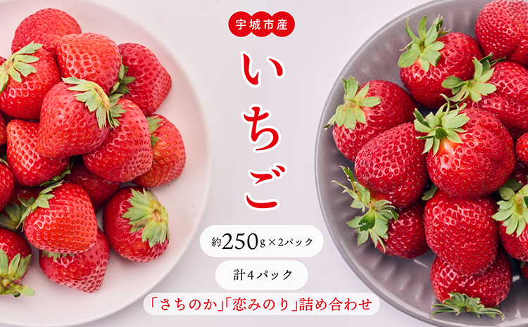 【2月発送】 先行予約 いちご 「さちのか」「恋みのり」 詰め合わせ 約250g×4パック 宇城市産いちご 熊本県産いちご 宇城市産いちご 熊本いちご 国産いちご いちご4パック 2026年2月上旬発送予定
