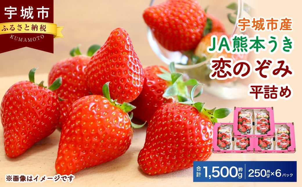 【JA熊本うき】いちご 恋のぞみ 平詰め（250g×6パック）合計1.5kg【2025年1月上旬～3月上旬発送予定】苺 イチゴ