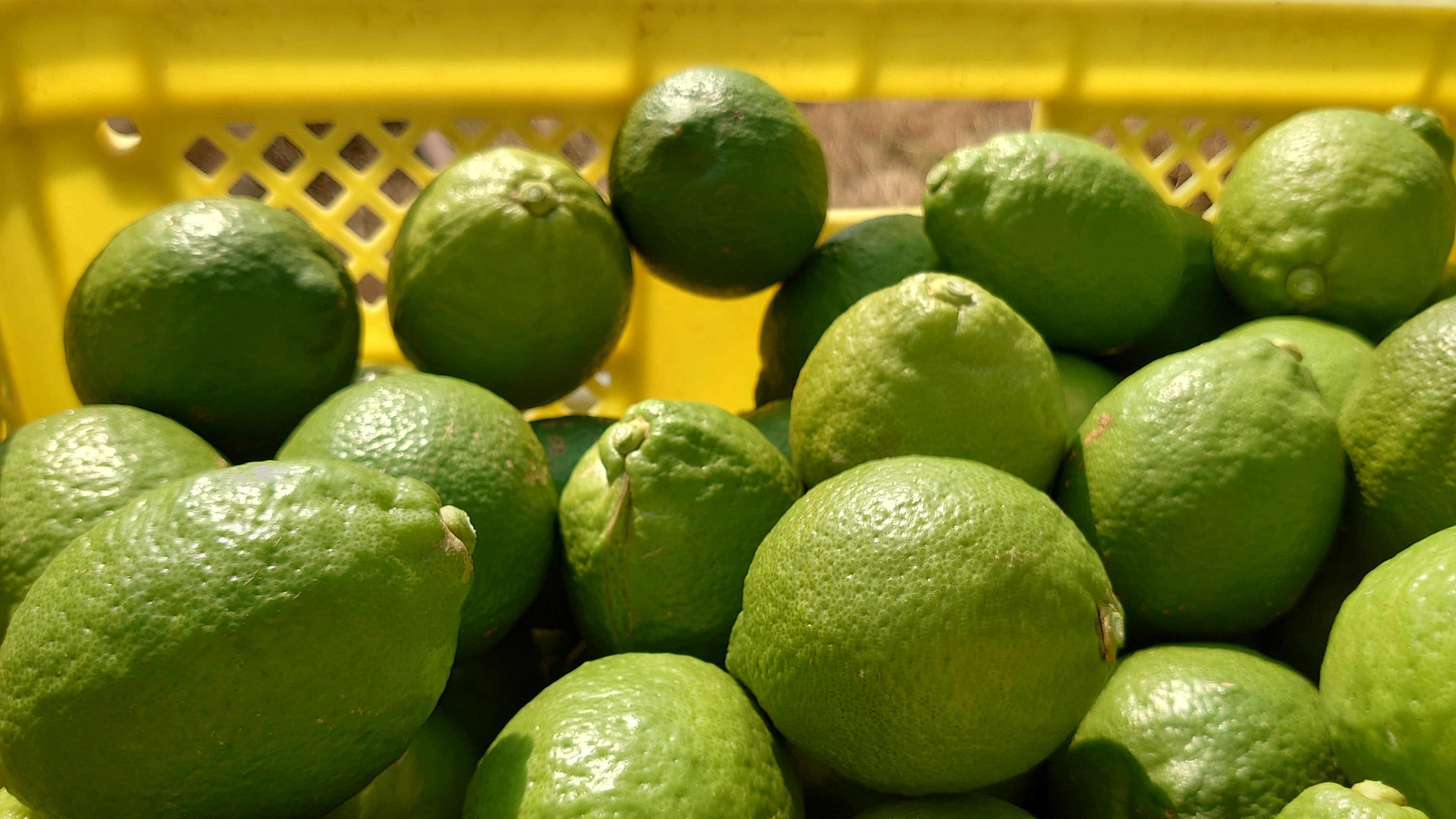  ユーレカ レモン 約2kg（20玉前後）【清水果樹園】【2026年11月上旬から11月下旬発送予定】 レモン 檸檬 国産レモン ノーワックス 防腐剤不使用 柑橘  調味料 国産 九州 熊本県 宇城市