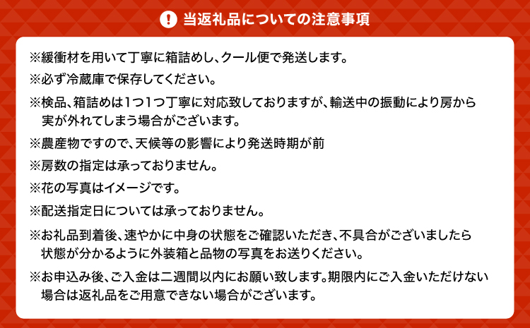【先行予約】シャインマスカット 約1.5kg 2房 みのだ観光農園 宇城市産 マスカット ぶどう 葡萄 果物 フルーツ 旬 冷蔵 送料無料 熊本県 宇城市 【2026年9月上旬～9月中旬発送予定】