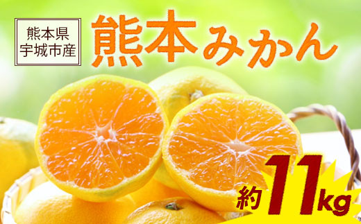 熊本みかん 約11kg（2S～2L）温州みかん【9月下旬から11月下旬発送】柑橘 フルーツ