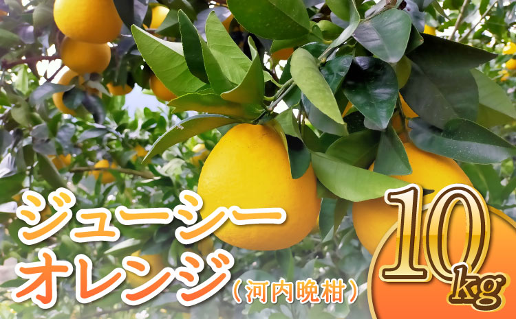 ジューシーオレンジ（河内晩柑） 10kg【のむちゃん農園】【2026年4月上旬〜7月上旬発送予定】河内晩柑 みかん ミカン 柑橘 宇城市