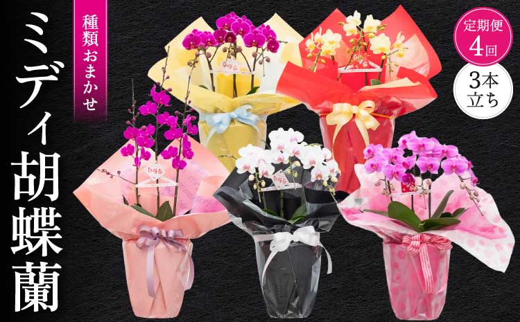 [定期便4回]ミディ胡蝶蘭 3本立ち 洋蘭 観賞用 植物