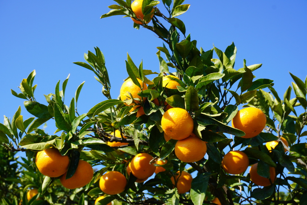 å
è¡äºçŽ ã¿ãã å°ŸåŽ æ©ç æž©å·ã¿ãã çŽ8kg (60çååŸ) ã2026幎12æäžæ¬ãã12æäžæ¬é çºéäºå®ã æ©çã¿ãã ã¿ãã ãã«ã³ èæ ãã«ãŒã æç© ãã ãã® ã²ã§ã¿ãã