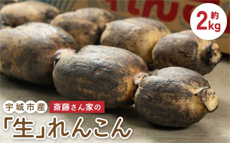 レンコン 斎藤さん家の「生」れんこん 約2kg (約2〜3本 節数：8〜10節）【2025年9月上旬〜2026年3月上旬発送予定】レンコン 泥付き 産地直送 蓮根 熊本県産 国産 九州 熊本県 宇城市