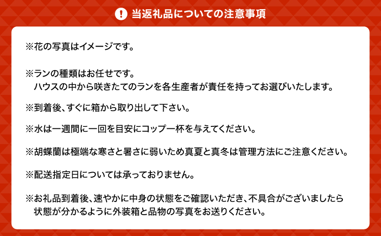 ミディ胡蝶蘭 おまかせ 35～40鉢 4号 2本立ち ピンク系 イエロー系 胡蝶蘭 コチョウラン こちょうらん プレゼント ギフト 観賞用 蘭 らん ラン 植物 花 九州産 熊本県産 戸馳産