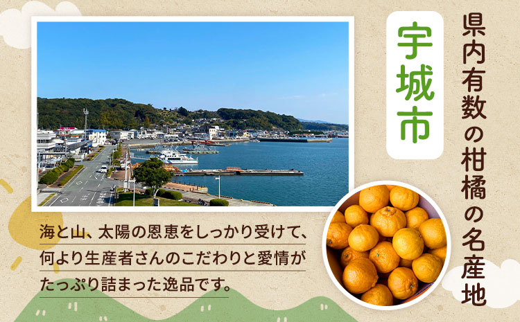 ãå
è¡äºçŽã äžç¥ç« èš³ãã çŽ8kg ããã¬ã ææ© ãã«ãŒã æç© æå® ã¿ãã èæ ãã«ã³ çæ¬ç å®ååžç£ ã2026幎2æäžæ¬ãã4æäžæ¬çºéäºå®ã