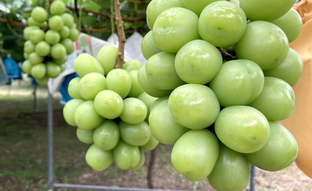 ãé
¢ æå®é
¢ ãããŒãã«ãŒãããã¬ãŒ ã·ã£ã€ã³ãã¹ã«ããæå®é
¢ åœç£ããããäœ¿çš 300mlÃ2æ¬ åèš600ml ã·ã£ã€ã³ãã¹ã«ãã ãã¹ã«ãã ã¯ã¡ã¿ã€ èè ãã«ãŒãé
¢ çæ¬ç å®ååž æž
æ°Žææš¹å