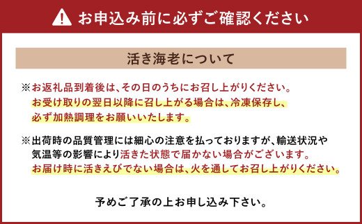 【11月上旬～順次発送予定】熊本県産 活き 車海老 大サイズ 厳選品 約1kg（22～34尾程度）エビ えび 活き海老