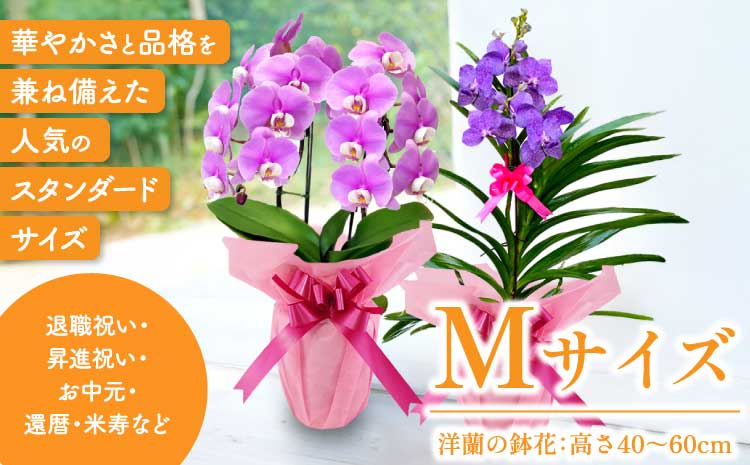 洋蘭 洋蘭ギフトM 鉢花 (高さ40～60cm) 【森水木のラン屋さん】 胡蝶蘭 お祝い 誕生日 鉢植え 花 贈り物 ギフト 蘭