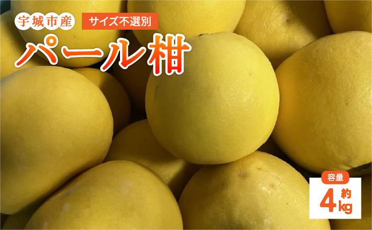 【先行予約】 パール柑 4kg サイズ不選別【2026年1月下旬〜2月下旬発送予定】 果物 くだもの フルーツ 柑橘 文旦 ぶんたん ザボン ポンカン